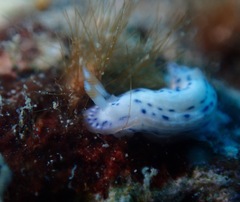 Hypselodoris bertschi