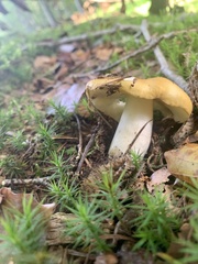 Russula ochroleuca