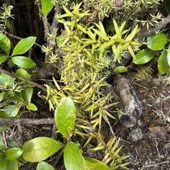 Podocarpus laetus