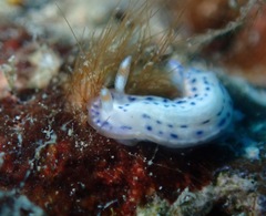 Hypselodoris bertschi