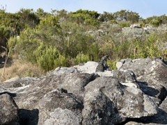 Pseudocordylus melanotus