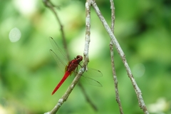 Rhodothemis rufa