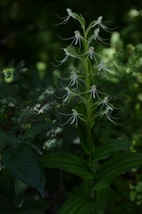 Habenaria lucaecapensis