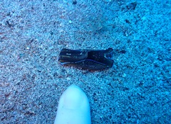 Philinopsis speciosa