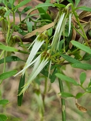 Clematis microphylla