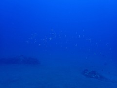 Heniochus diphreutes