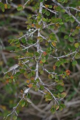 Flueggea verrucosa