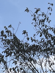 Pycnonotus sinensis formosae