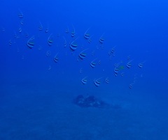 Heniochus diphreutes