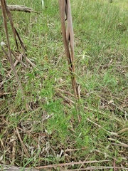 Clematis microphylla