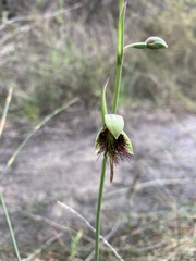 Calochilus paludosus