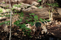 Dendropanax arboreus