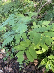 Aralia elata