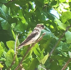 Petrochelidon nigricans