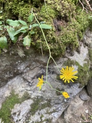 Hieracium
