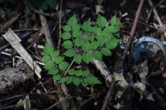 Dendropanax arboreus
