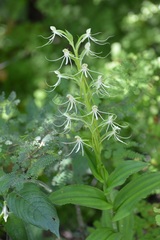 Habenaria lucaecapensis