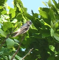 Petrochelidon nigricans
