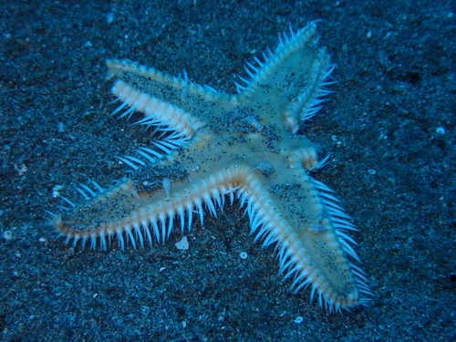 Astropecten hawaiiensis observed 2022-09-03