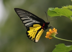 Troides minos