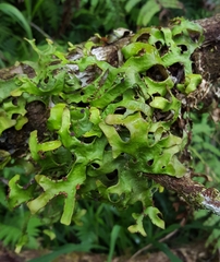 Lobariaceae