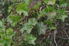 Pelargonium peltatum