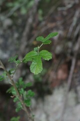 Hibiscus pedunculatus
