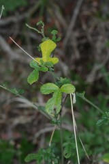 Hibiscus pedunculatus