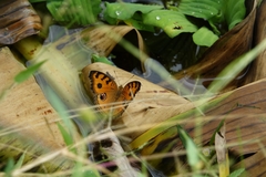 Junonia almana
