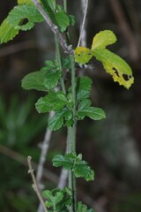 Hibiscus pedunculatus
