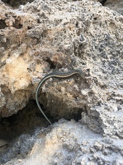 Cryptoblepharus africanus