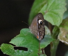 Mycalesis junonia