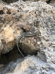 Cryptoblepharus africanus