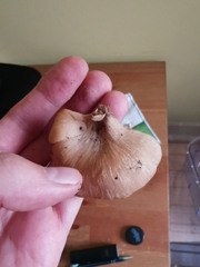 Lentinellus