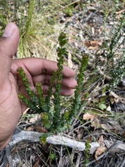Platysace lanceolata