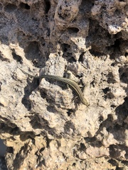 Cryptoblepharus africanus