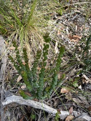 Platysace lanceolata