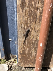 Lygodactylus capensis