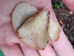 Lentinellus