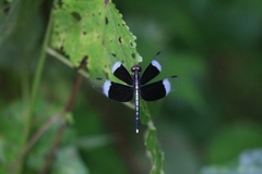 Neurothemis tullia