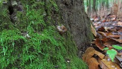 Ascocoryne sarcoides