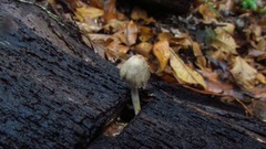 Mycena epipterygia