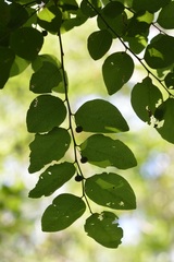 Phyllanthus mocinianus