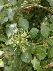 Eleutherococcus trifoliatus