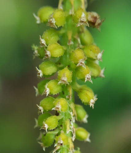 Oberonia disticha