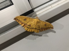 Antheraea yamamai yamamai