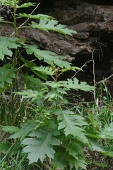 Solanum chrysotrichum