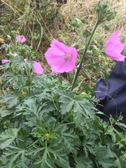 Malva alcea