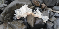 Chondrus crispus