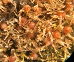 Ephemerum spinulosum